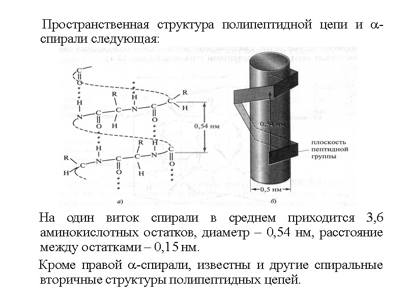 Пространственная структура полипептидной цепи и -спирали следующая:       